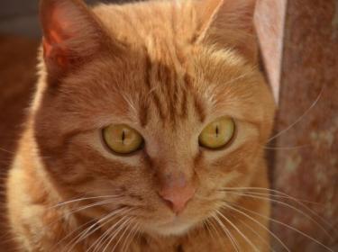 Ambar (geb. Jan. 2023) - EKH-Katze, EKH - Katze