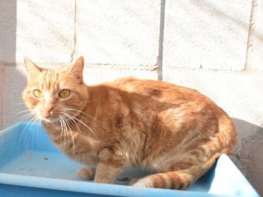 Ambar (geb. Jan. 2023) - EKH-Katze, EKH - Katze