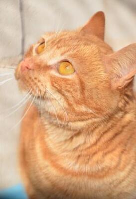 Ambar (geb. Jan. 2023) - EKH-Katze, EKH - Katze