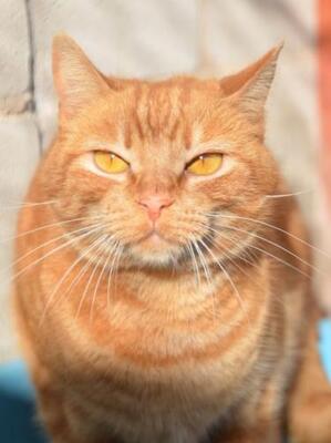 Ambar (geb. Jan. 2023) - EKH-Katze, EKH - Katze