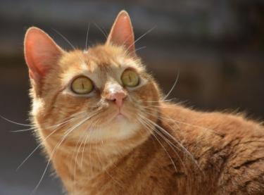 Ambar (geb. Jan. 2023) - EKH-Katze, EKH - Katze