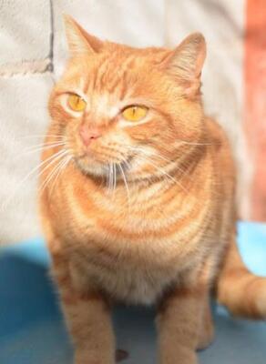 Ambar (geb. Jan. 2023) - EKH-Katze, EKH - Katze