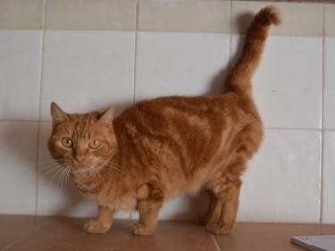 Ambar (geb. Jan. 2023) - EKH-Katze, EKH - Katze
