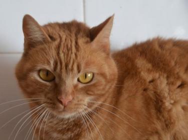 Ambar (geb. Jan. 2023) - EKH-Katze, EKH - Katze