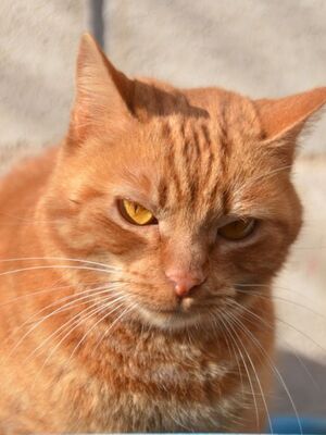 Ambar geb. Januar 23, EKH - Katze