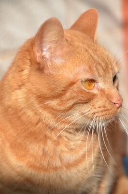 Ambar geb. Januar 23, EKH - Katze