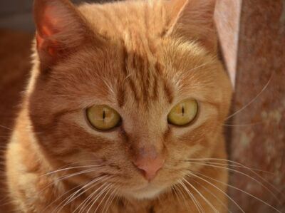 Ambar geb. Januar 23, EKH - Katze