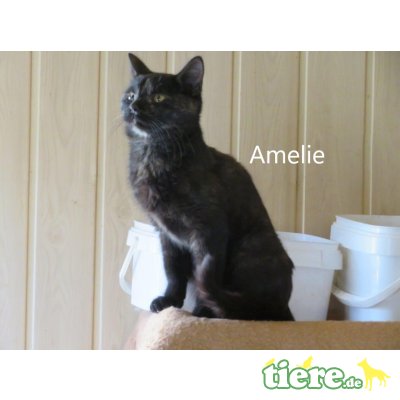 Amelie, Mischling Jungtier - Katze
