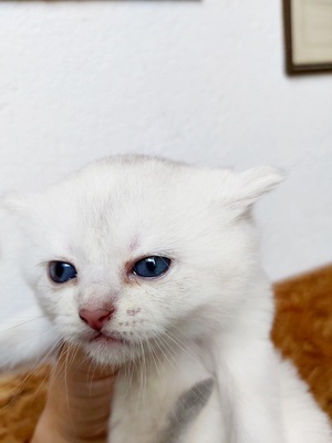 American Short Hair und British Short Hair Jungtier - Kater