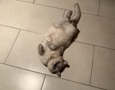 Amici, Britisch Kurzhaarkatze - Katze