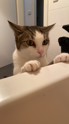 Amigo, Europäische Hauskatze - Kater