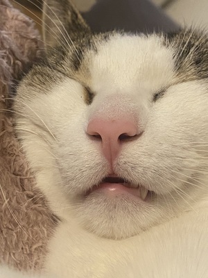 Amigo, Europäische Hauskatze - Kater