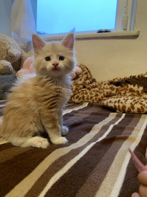 Amigo, Maine Coon Jungtier - Kater