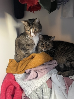 Amor & Romeo, EKH - Kater