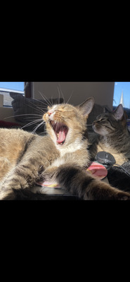 Amor und Romeo