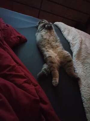 Amy, BKH und schottische Faltohrkatze - Katze