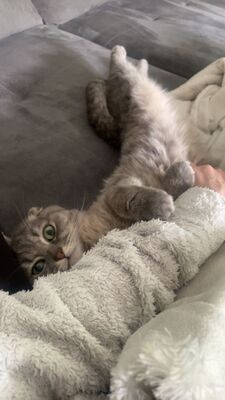 Amy, BKH und schottische Faltohrkatze - Katze