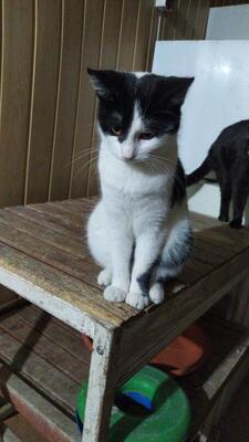 Amy, Mischling - Katze