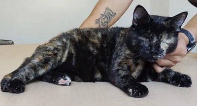 Amy: Nur mit Sheldon, EKH - Katze