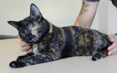 Amy: Nur mit Sheldon, EKH - Katze