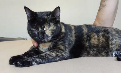 Amy: Nur mit Sheldon, EKH - Katze