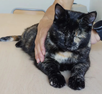 Amy: Nur mit Sheldon, EKH - Katze