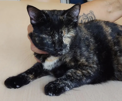 Amy: Nur mit Sheldon, EKH - Katze