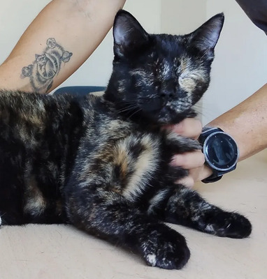 Amy: Nur mit Sheldon, EKH - Katze