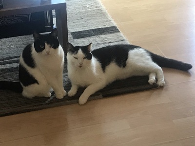 Amy und Charly, Hauskatzen - Kater 1