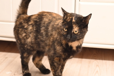 Anabel - Sehr menschenbezogene Katze, ca. 3 Jahre, Mischling - Katze