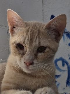 Andrea, Europäisch Kurzhaar - Katze