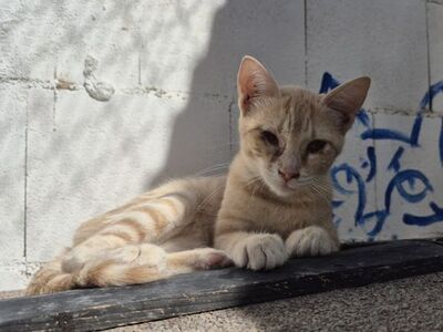 Andrea, Europäisch Kurzhaar - Katze