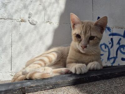 Andrea, Europäisch Kurzhaar - Katze