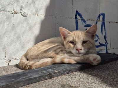 Andrea, Europäisch Kurzhaar - Katze