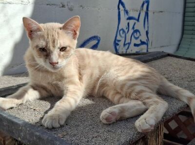 Andrea, Europäisch Kurzhaar - Katze