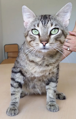 Angel - friedliebender Katermann, gesellig und aufgeschlossen, EKH - Kater