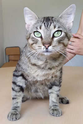 Angel - friedliebender Katermann, gesellig und aufgeschlossen, EKH - Kater