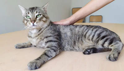 Angel - friedliebender Katermann, gesellig und aufgeschlossen, EKH - Kater