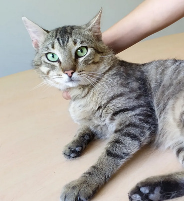 Angel - friedliebender Katermann, gesellig und aufgeschlossen, EKH - Kater