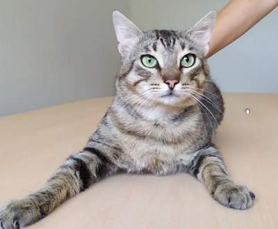 Angel - friedliebender Katermann, gesellig und aufgeschlossen, EKH - Kater
