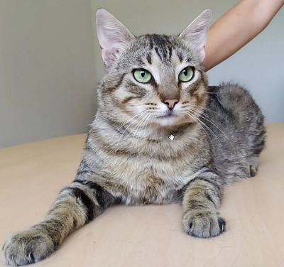 Angel - friedliebender Katermann, gesellig und aufgeschlossen, EKH - Kater