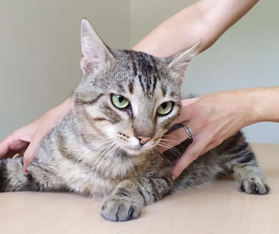 Angel - friedliebender Katermann, gesellig und aufgeschlossen, EKH - Kater