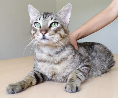 Angel - friedliebender Katermann, gesellig und aufgeschlossen, EKH - Kater