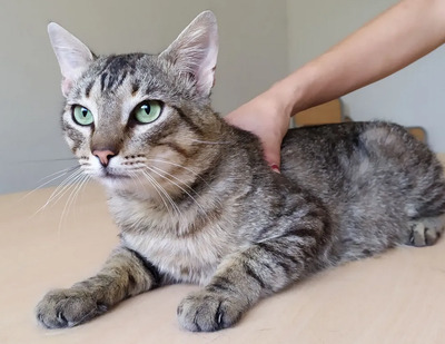 Angel - friedliebender Katermann, gesellig und aufgeschlossen, EKH - Kater