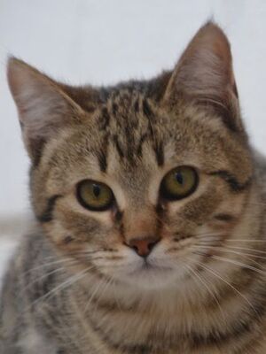 Angel (geb. Dez. 2024) - EKH-Kater, EKH - Kater