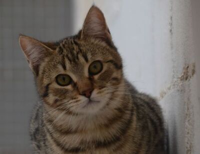 Angel (geb. Dez. 2024) - EKH-Kater, EKH - Kater