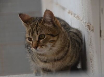 Angel (geb. Dez. 2024) - EKH-Kater, EKH - Kater