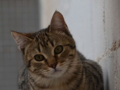 Angel (geb. Dez. 2024) - EKH-Kater, EKH - Kater