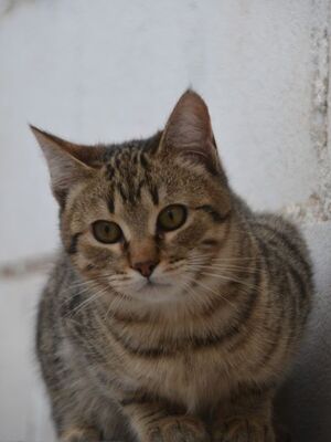Angel (geb. Dez. 2024) - EKH-Kater, EKH - Kater