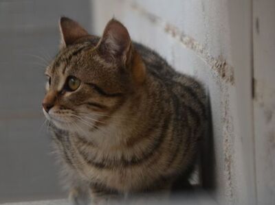 Angel (geb. Dez. 2024) - EKH-Kater, EKH - Kater